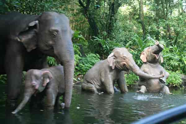 Jungle Cruise elephants