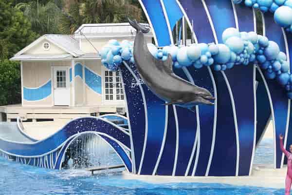 Dolphin show
