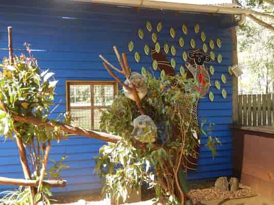 Koala Enclosure
