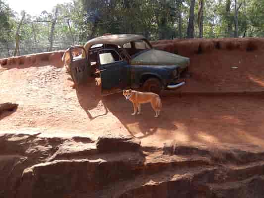 Dingo Enclosure