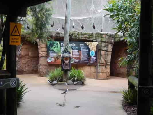 Aviary and Tasmanian Devil Enclosure