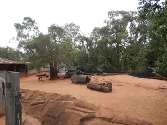 Red Kangaroo Enclosure