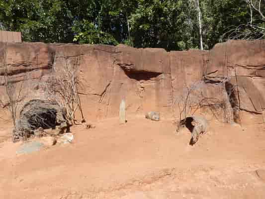 Wombat Enclosure