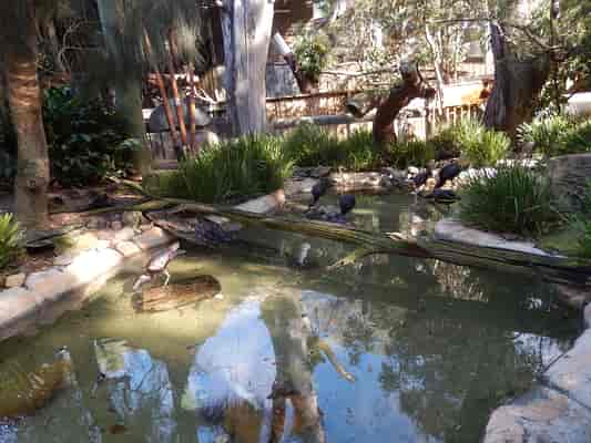 Aviary