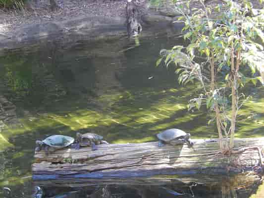 Brisbane River Turtles