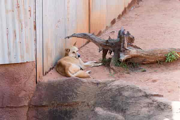 Dreamworld Corroboree