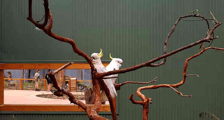 Wildlife Trail - Cockatoo