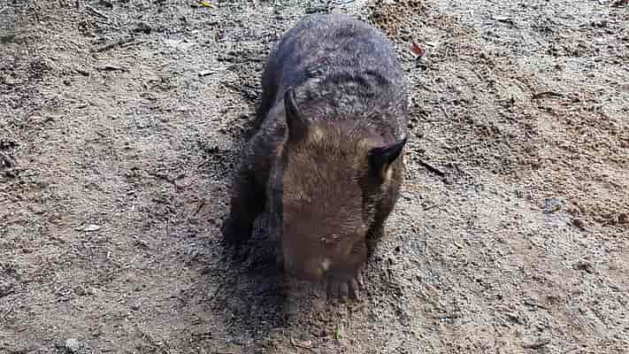 Wildlife Trail - Wombat