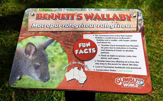 Wildlife Trail - Wallaby