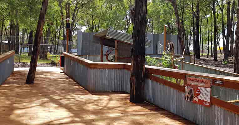 Wildlife Trail - Koala