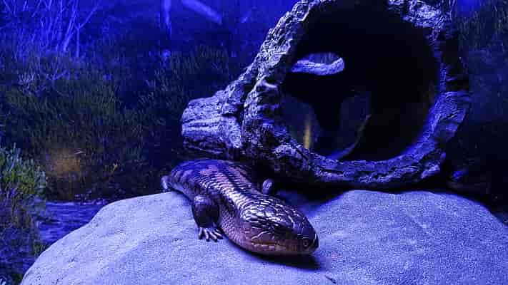 Critter Cave
