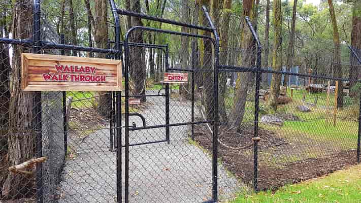 Wildlife Trail - Wallaby