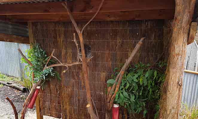 Wildlife Trail - Koala