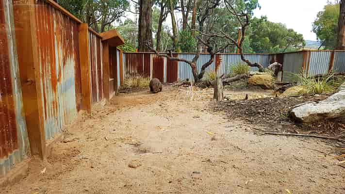 Wildlife Trail - Wombat