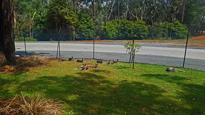Wildlife Trail - Kangaroo